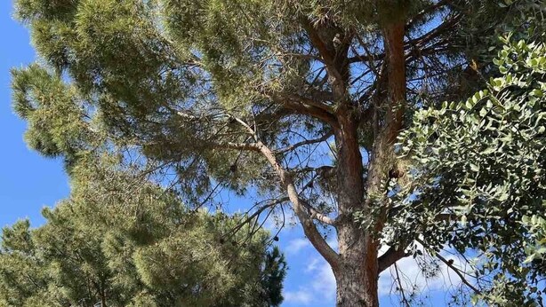 A large tree with a thick trunk and dense foliage, surrounded by rocks and a metal fence. - Twin Pines Home in Kounoupidiana Chania. (Κουνουπιδιανά)