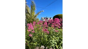 Een tuin met roze bloemen en een huis op de achtergrond.