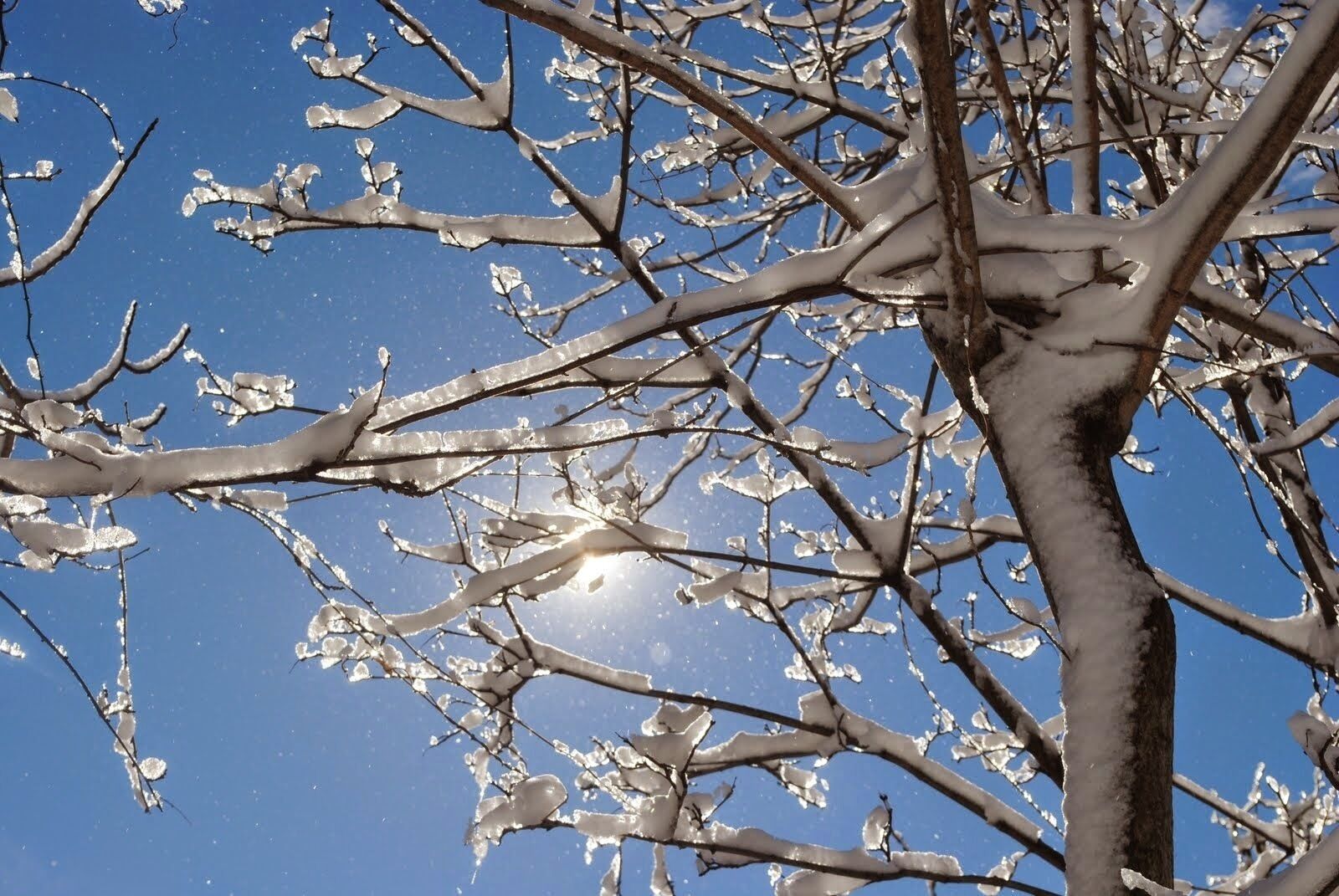 A tree with bare branches against a clear blue sky.