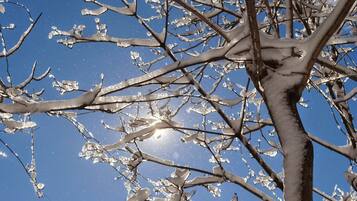 A tree with bare branches against a clear blue sky.