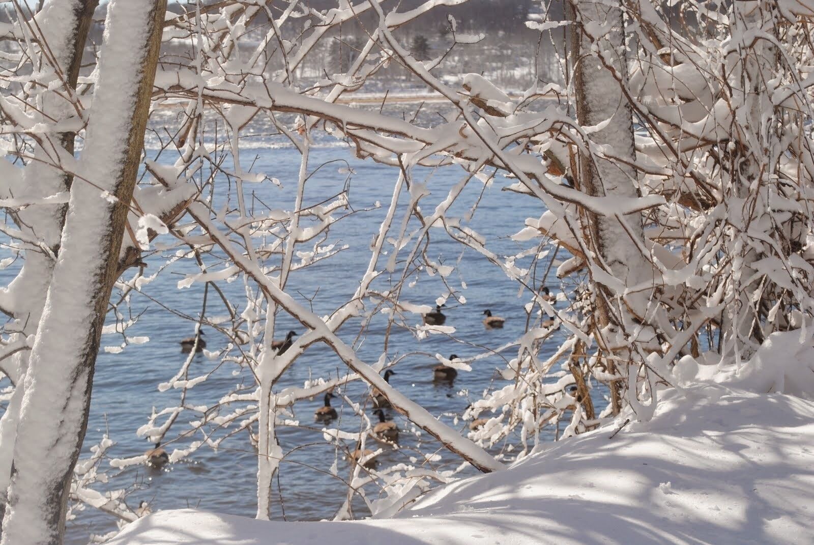 A snowy landscape with bare trees and a body of water.