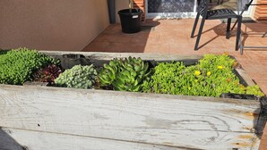 A garden bed with various succulents and a potted plant. - Domaine de Codeval (Fronton)