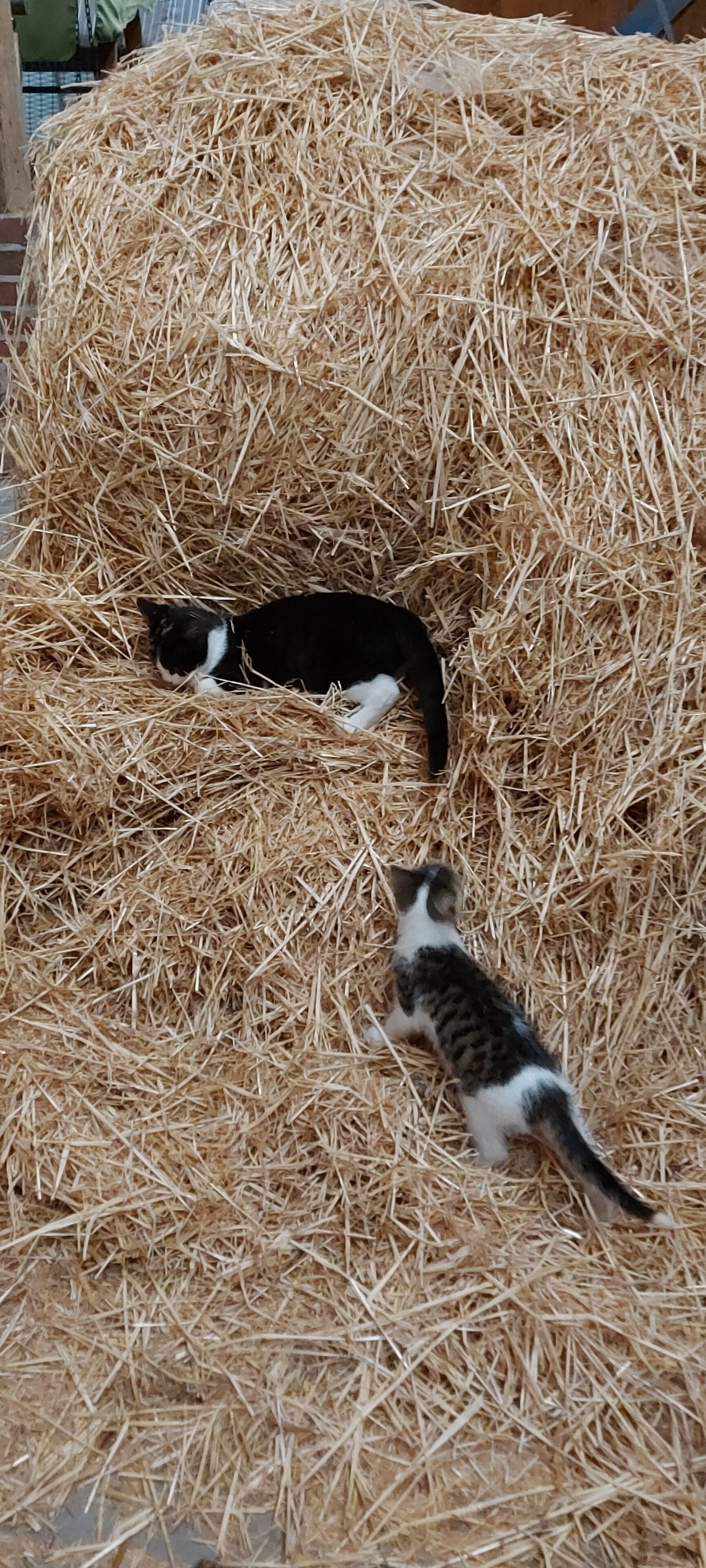 A large hay bale with a black and white cat lying on top and a kitten standing nearby.