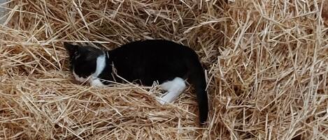 A large hay bale with a black and white cat lying on top and a kitten standing nearby.