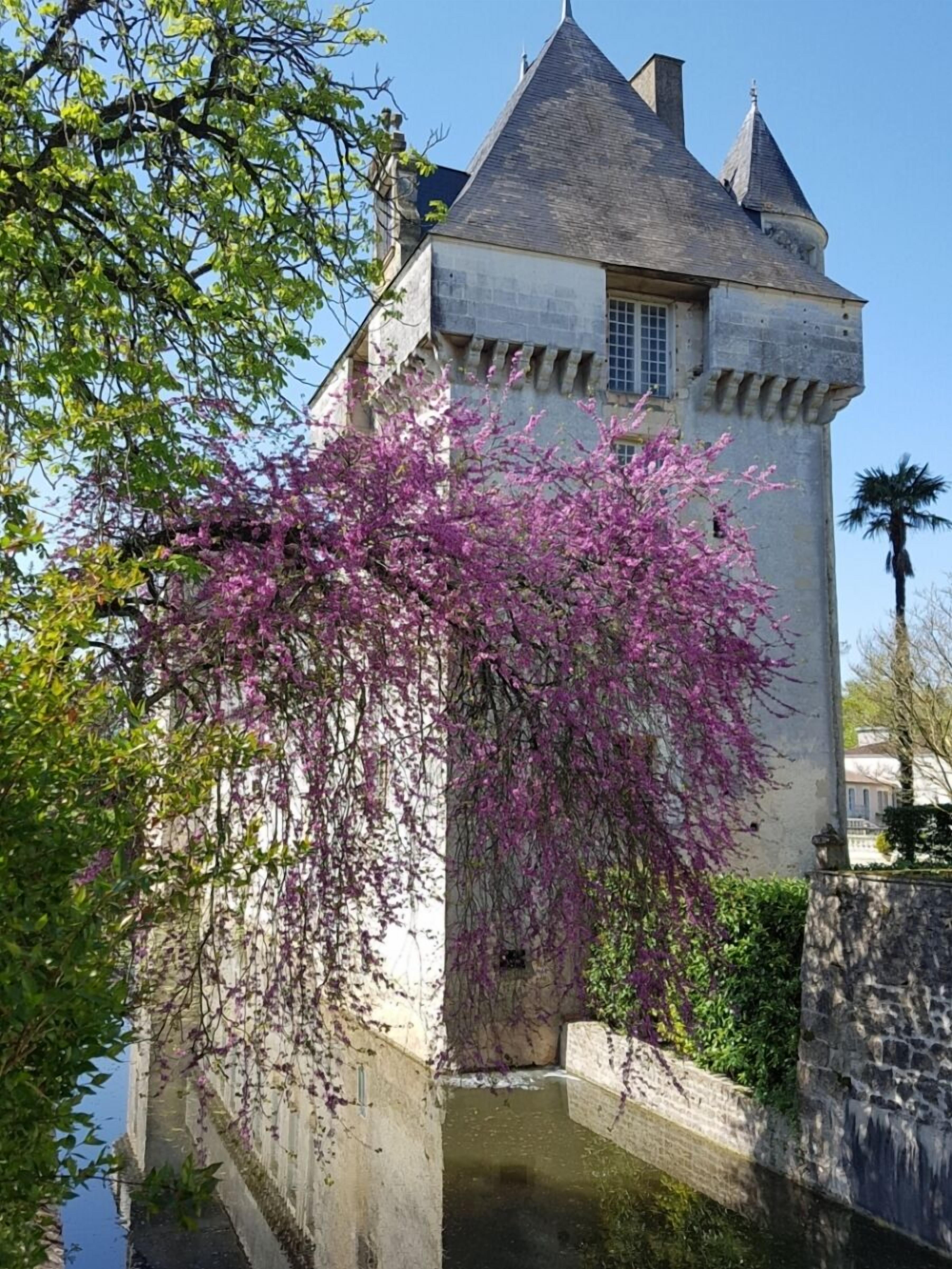 A historic building with a tower, a narrow water channel, and blooming purple flowers.