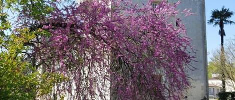 A historic building with a tower, a narrow water channel, and blooming purple flowers.