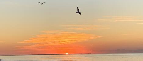 A sunset over a beach with waves and two birds flying.