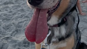 Un gros plan d’un chien portant un collier sur une plage.