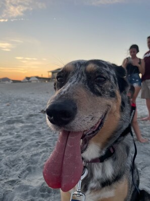 Animaux de compagnie acceptés