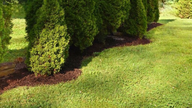 A row of tall, conical evergreen trees in a well-maintained grassy area. - Serene 2BR: Near-Town Convenience Meets Nature Getaway, Ideal for All Travelers (Nashport)