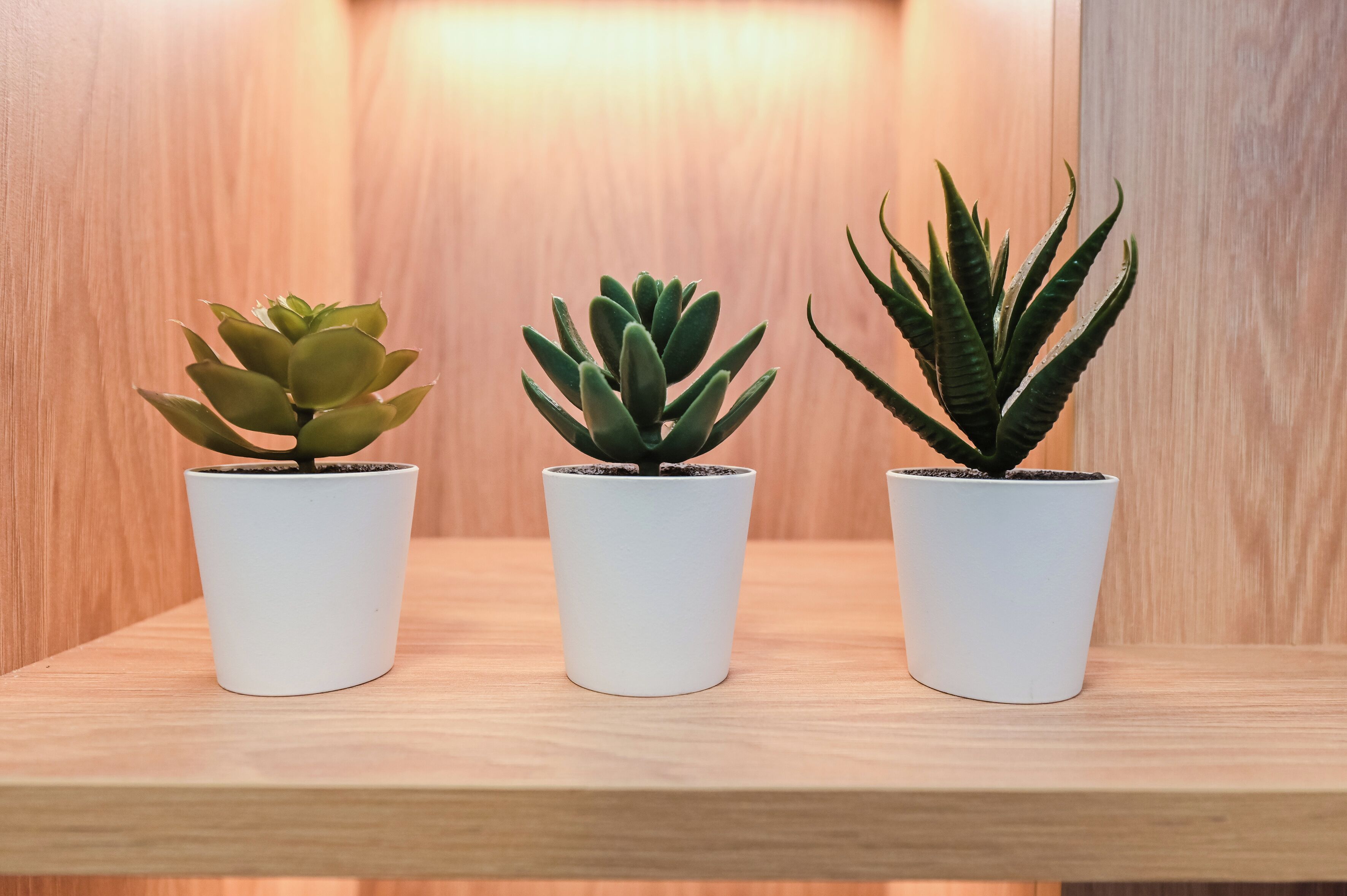 Tres macetas con plantas sobre un estante de madera.