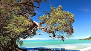 A beach with clear turquoise waters and a prominent tree on the left. - Ohope Villas (Ohope)