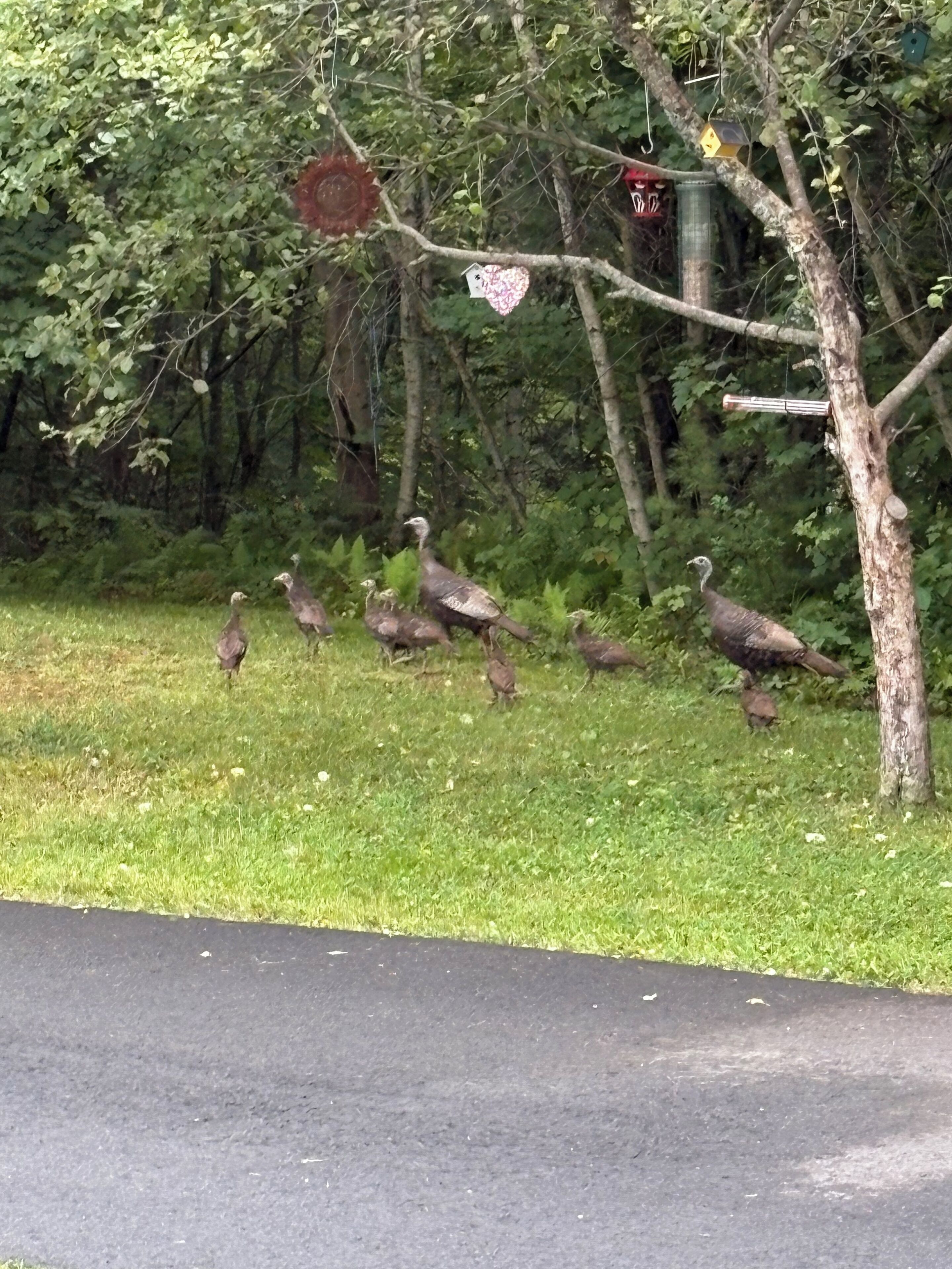 Eine Gruppe Pfauen auf einer Wiese in der Nähe eines Baumes mit hängenden Vogelfutterhäusern.