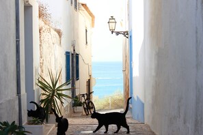 A narrow alleyway with a view of the sea, a bicycle, and a cat walking.