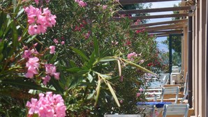 A covered outdoor seating area with white chairs and pink flowering plants. - Masseria del Piano (Campofelice di Roccella)