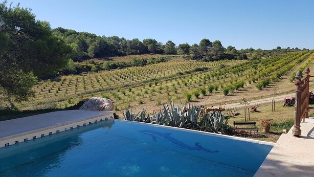 A swimming pool with a view of vineyard rows and a stone structure.
