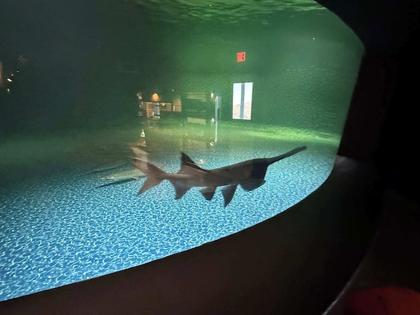 Acuario con un tiburón nadando en una tanque azul.