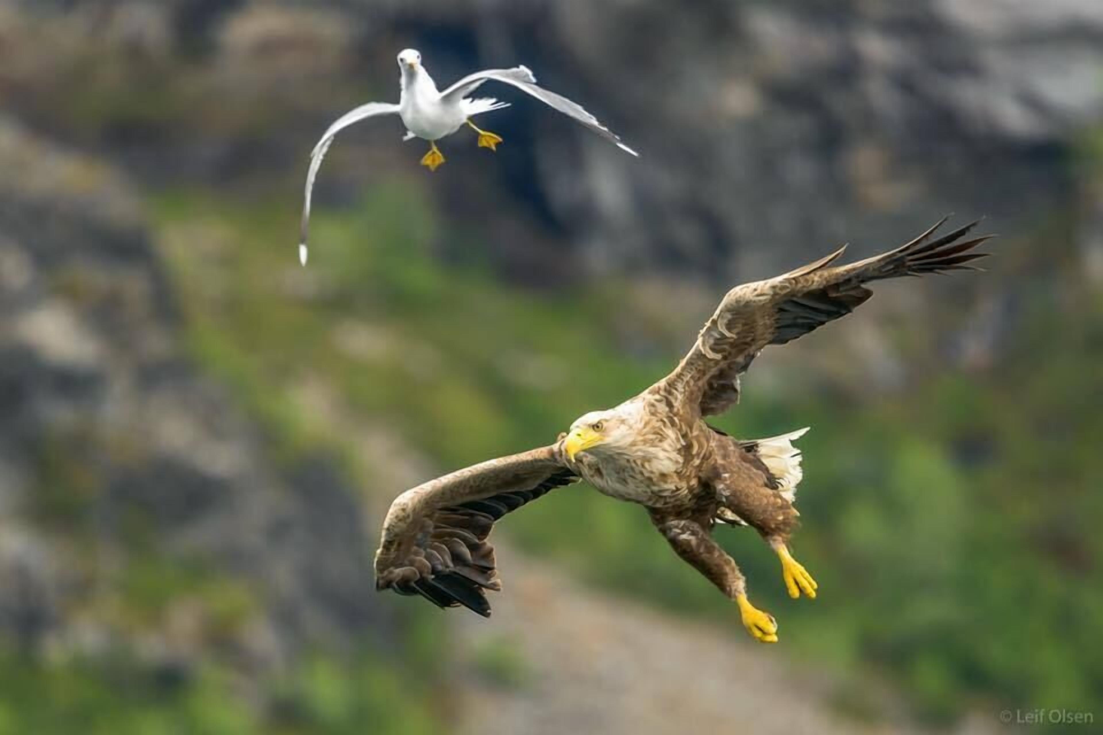 Un pájaro volando sobre un fondo natural desenfocado.