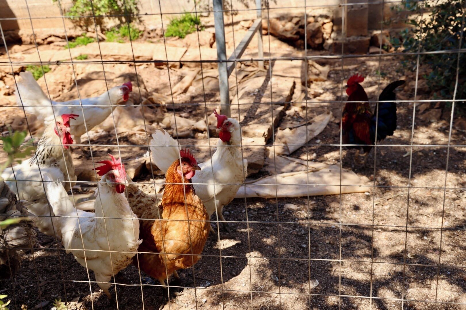 Un groupe de poules à l’intérieur d’un enclos en grillage.