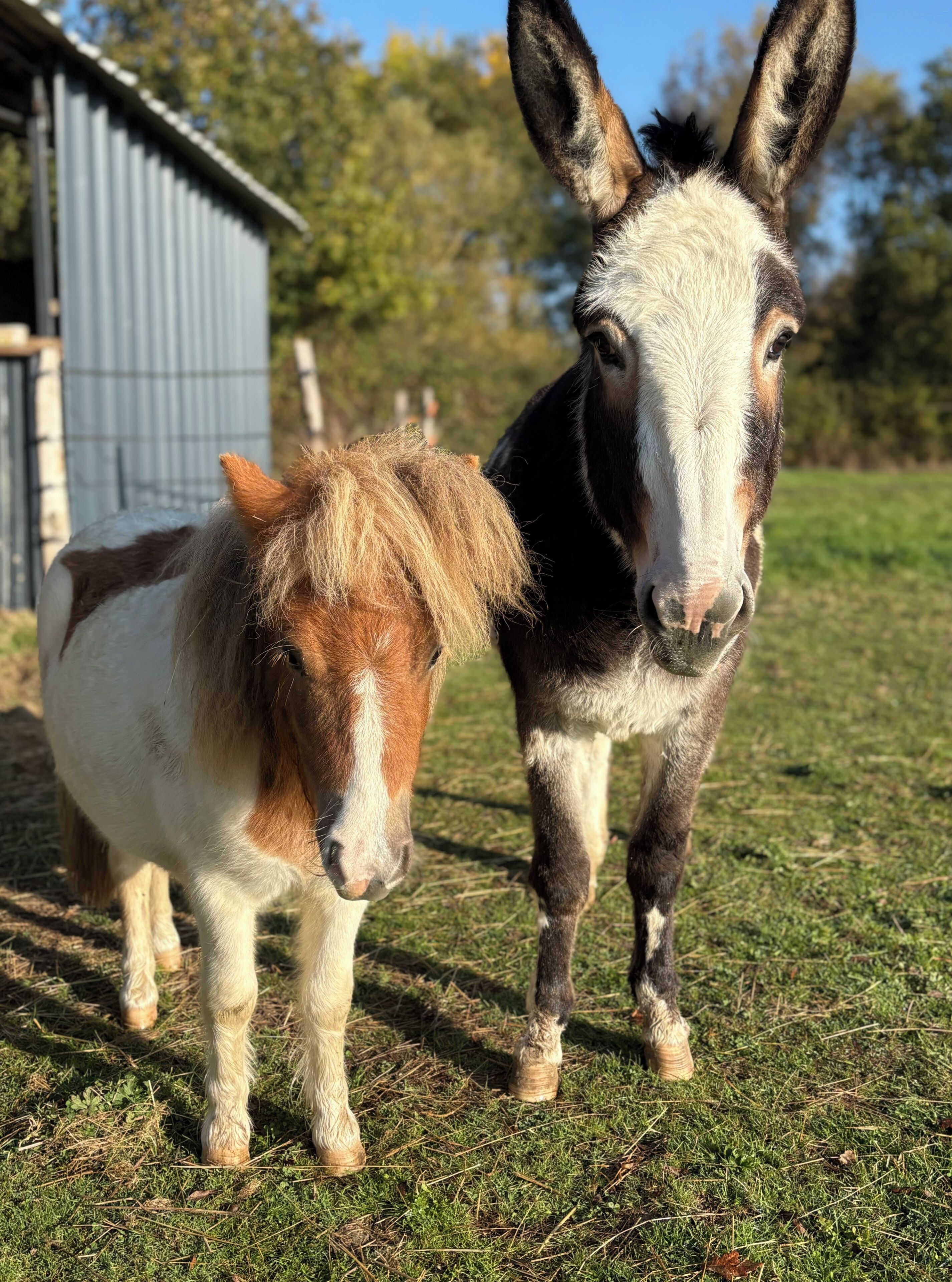Two donkeys standing on grass with a metal building in the background.