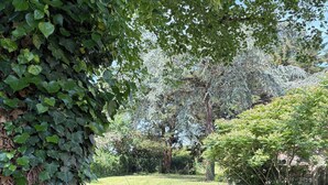 A grassy area with dense foliage and trees. - Gîte Holsteiner (domaine de la Marchandaie) - 3 stars (Angrie)
