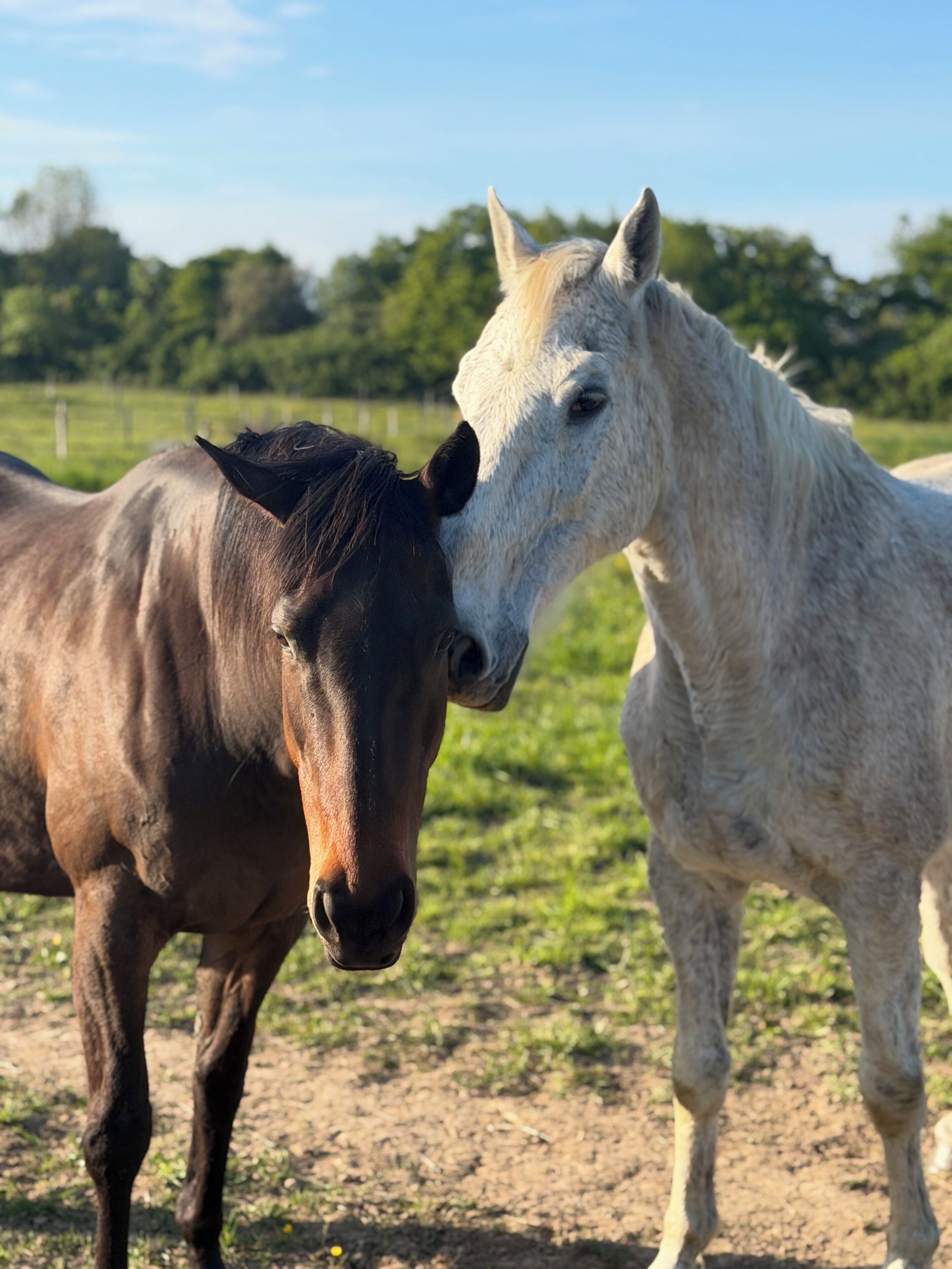 Two horses in a field with a fence and trees in the background.