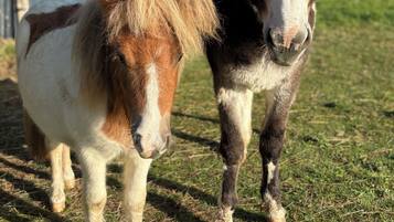 Two donkeys standing on grass with a metal building in the background.