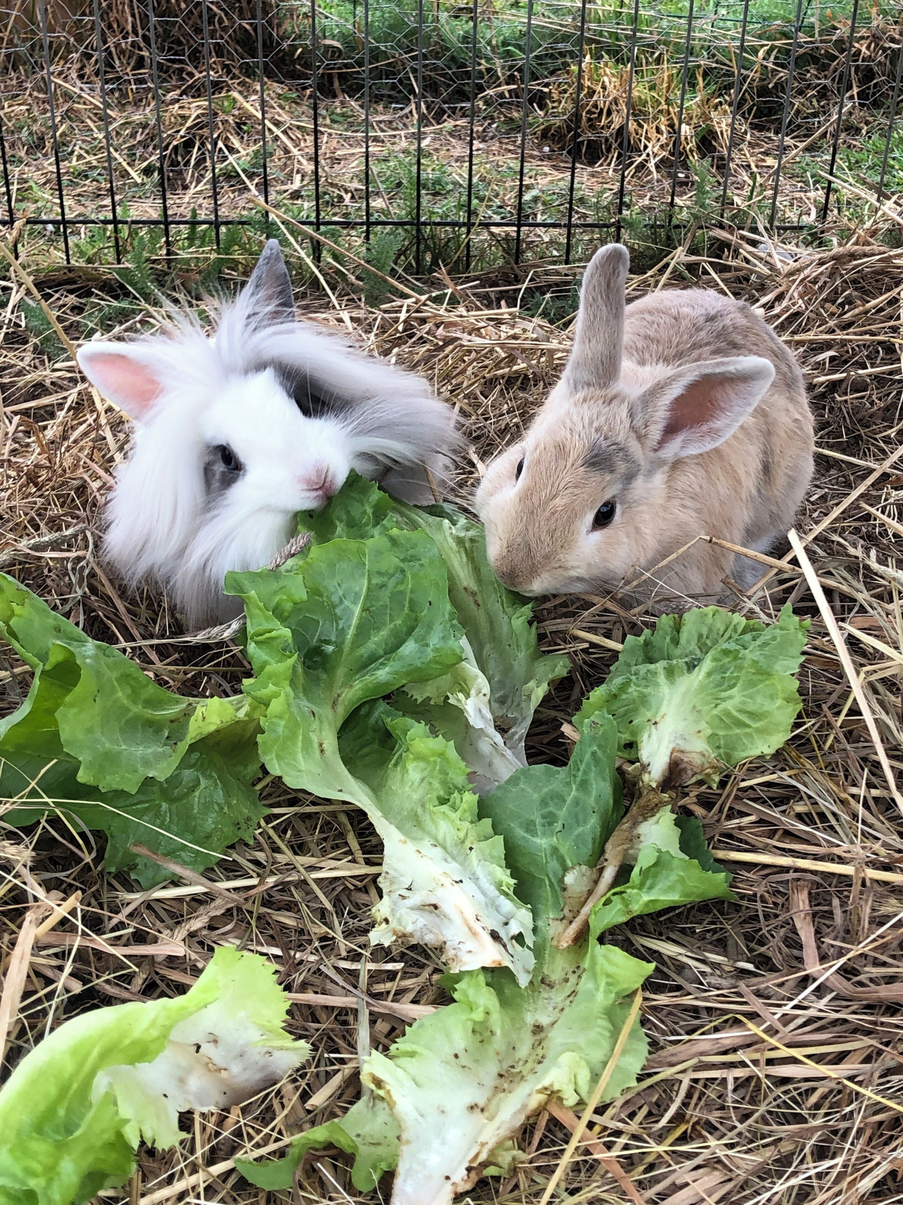 Two rabbits eating lettuce in a fenced area with straw on the ground.