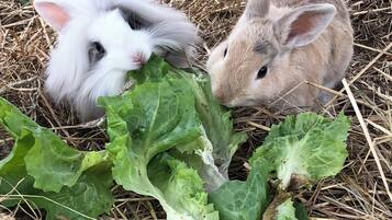 Two rabbits eating lettuce in a fenced area with straw on the ground.