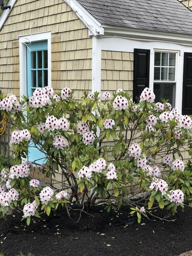 Sea Shell Cottage - central air - walk to Swan Pond. Pet friendly