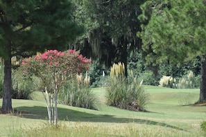 Experience the undulating terrain of our golf course, surrounded by mature trees and lush vegetation.