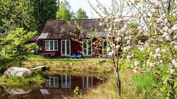 Une cabane rustique avec un toit en métal, un étang devant et un arbre en fleurs.