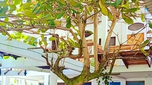 A tree in a courtyard with a white building in the background. - Hotel Pura Natura (Colorado)