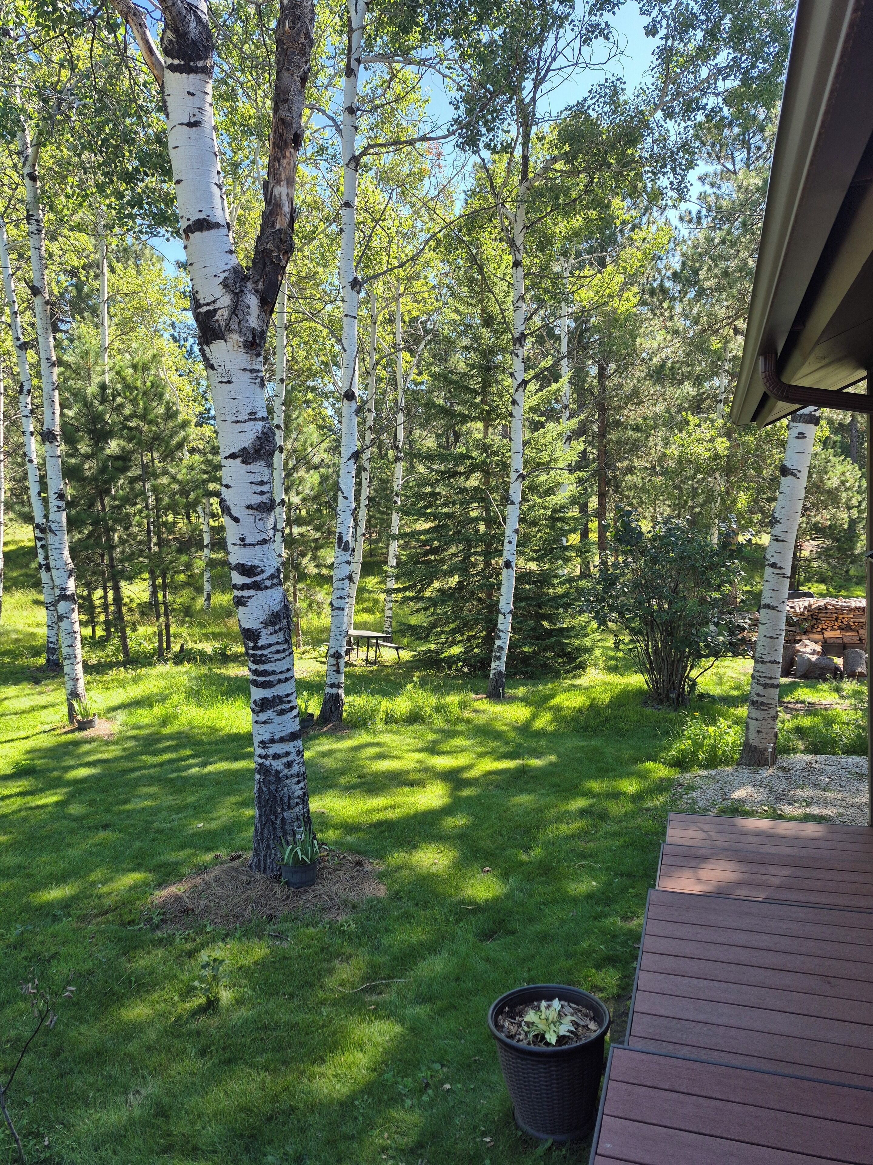 A wooden deck with a potted plant, surrounded by birch trees and a grassy lawn.