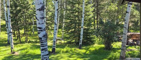 A wooden deck with a potted plant, surrounded by birch trees and a grassy lawn.