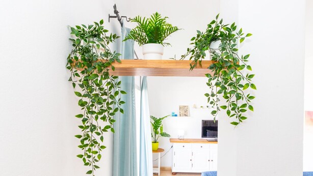 A room with a wooden ceiling, a white wall, and a blue curtain. There is a white cabinet with a TV and a small plant on top.