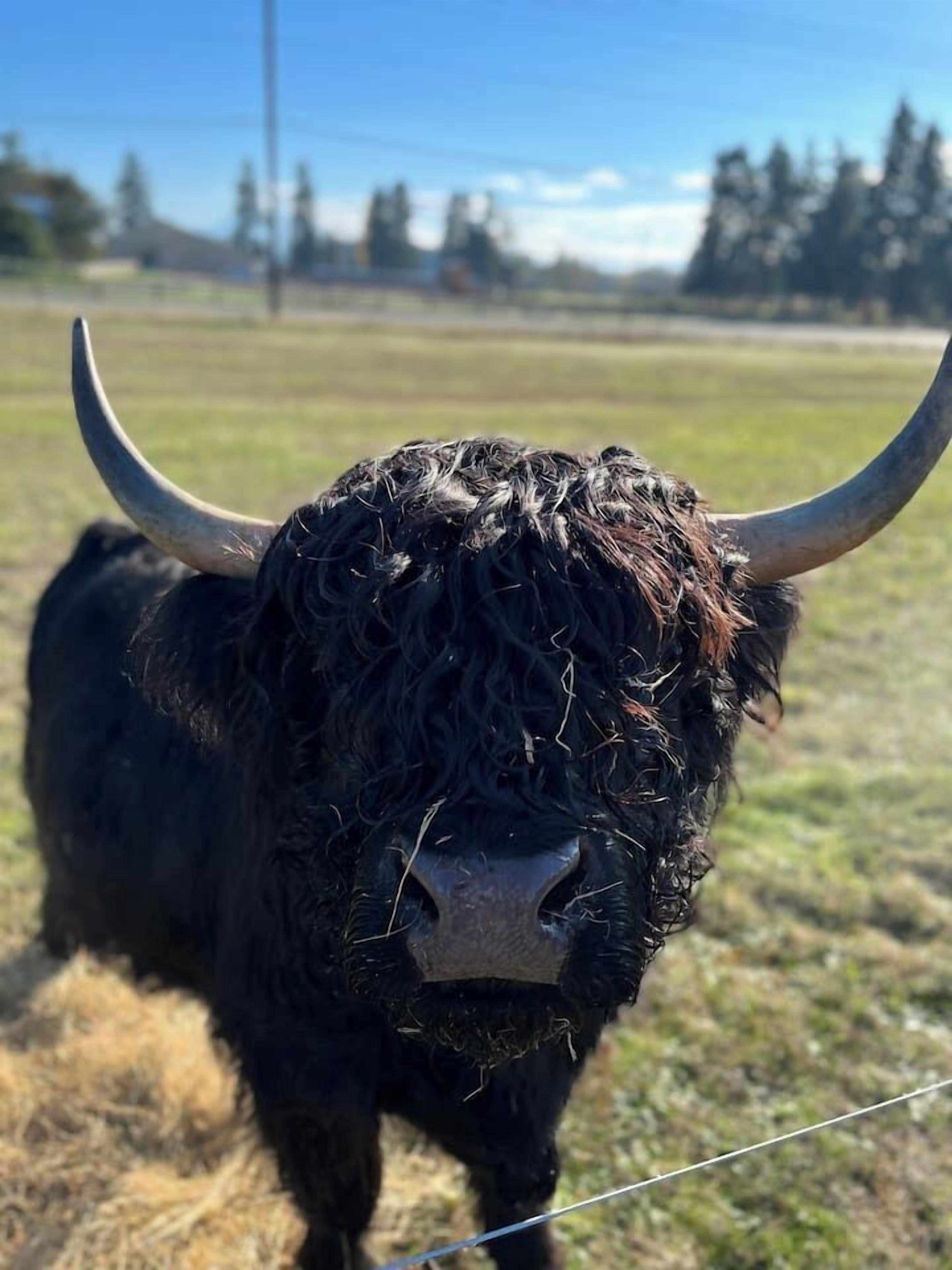 A bull with large horns standing in a grassy field.