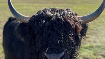 A bull with large horns standing in a grassy field.