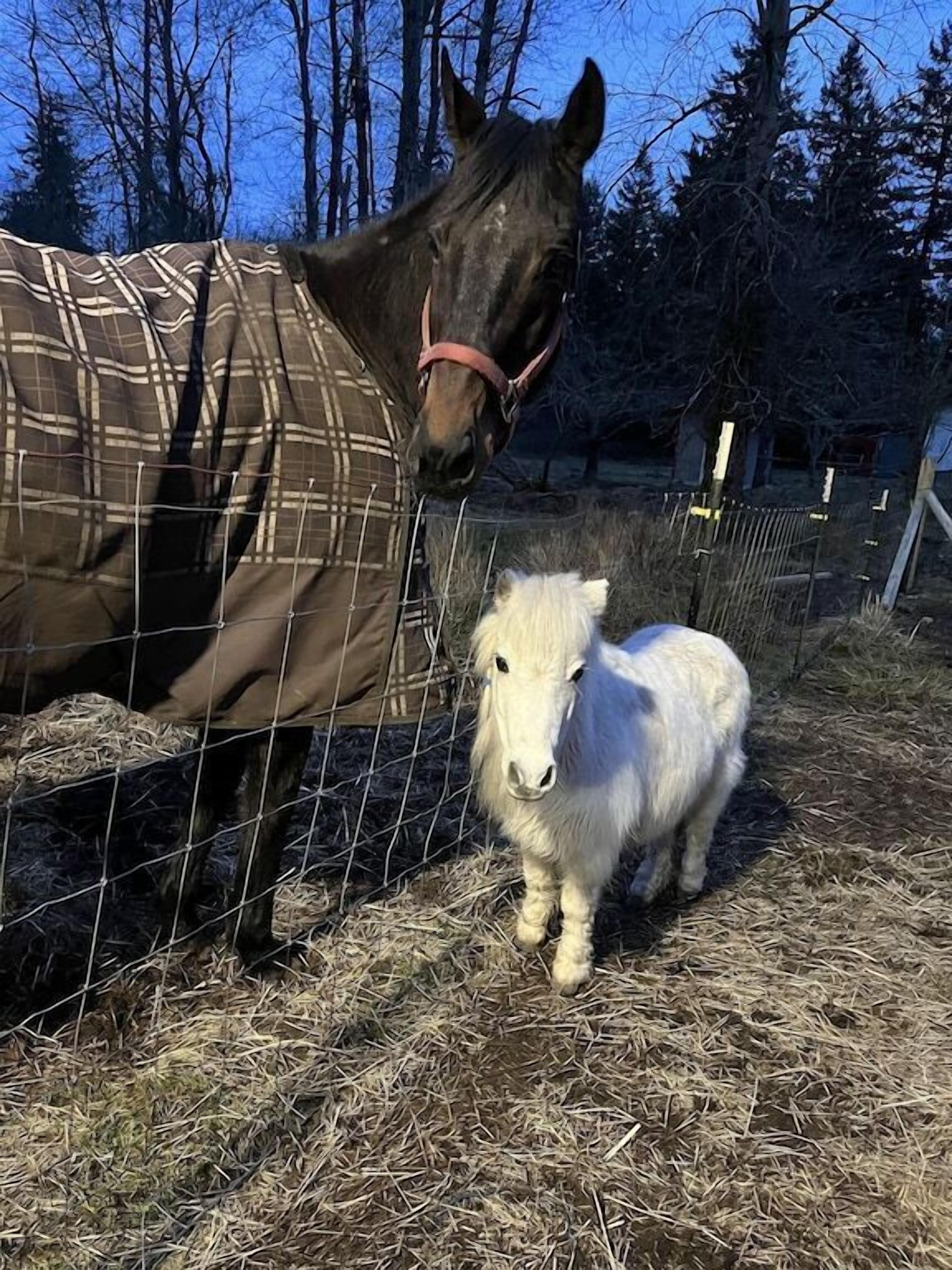 A horse and a small white animal, possibly a lamb, standing near a wire fence in a fenced area with trees in the background.