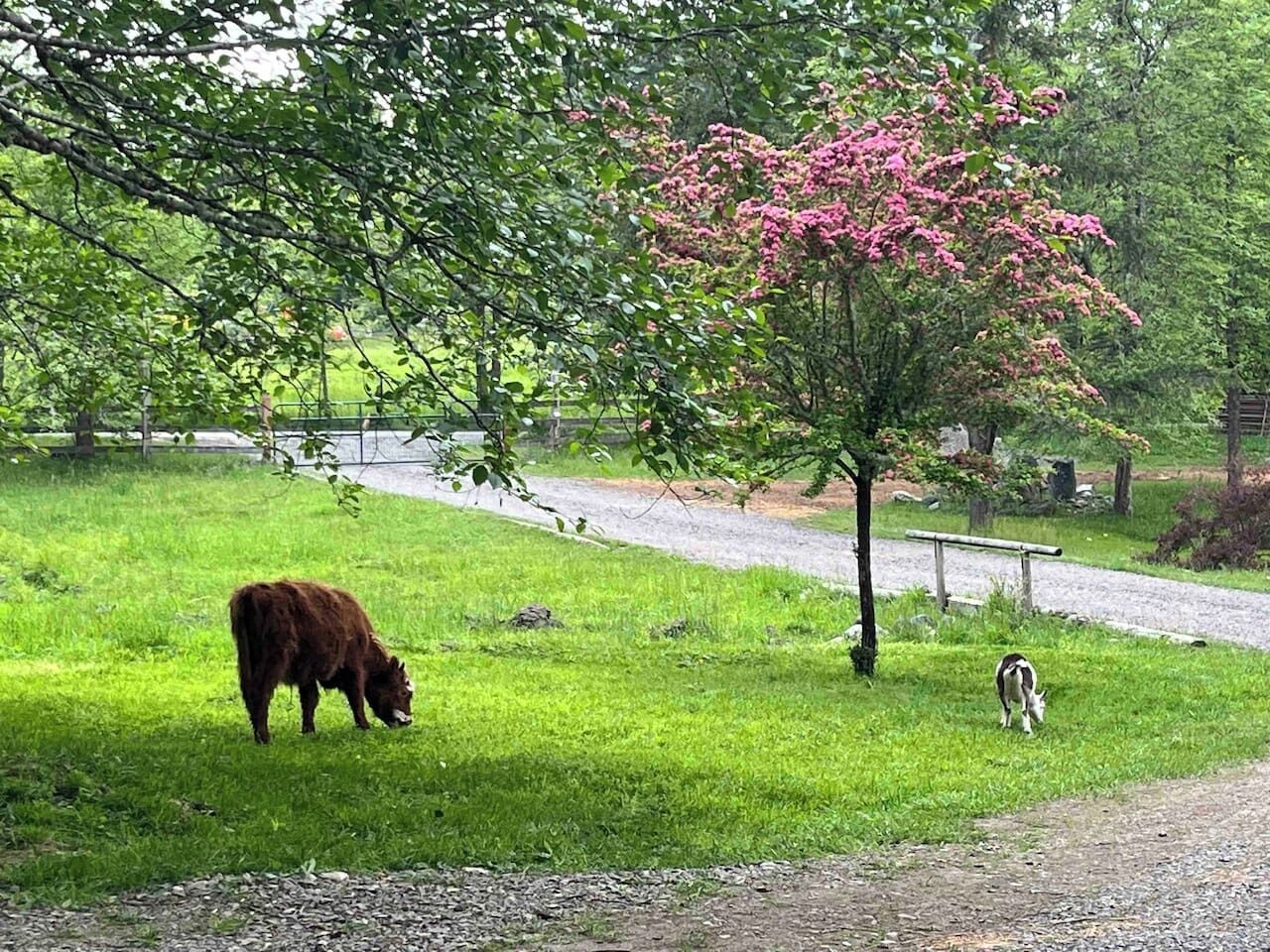 Een gazon met een koe en een hond vlakbij een boom met roze bloesems.