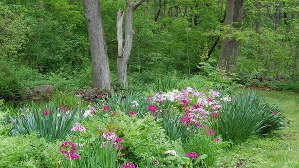 A lush garden with various flowering plants and trees. - Walk to the ocean, very private. Secluded, woodsy location.  (Gloucester)