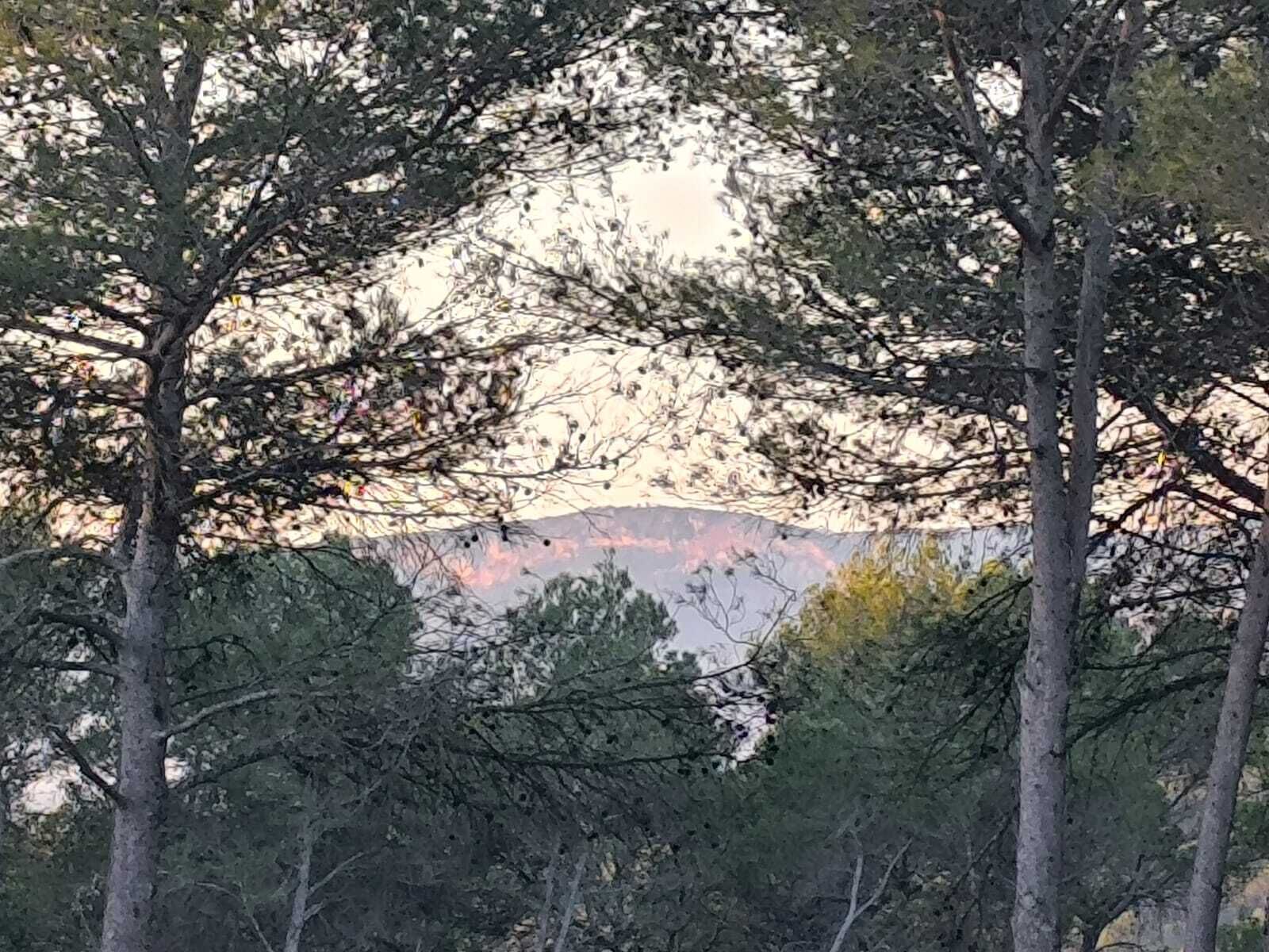 Une zone boisée, avec des arbres, et une montagne en arrière-plan.