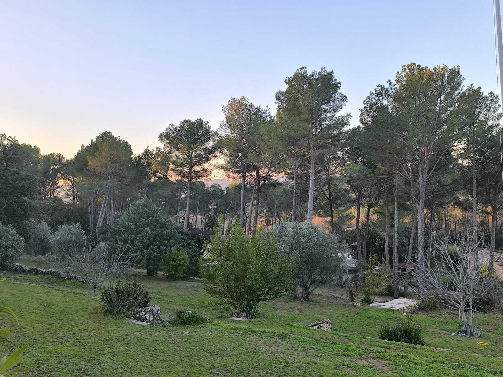Un paysage naturel composé d’une variété d’arbres et d’arbustes, d’un champ herbeux et d’un mur de pierres.