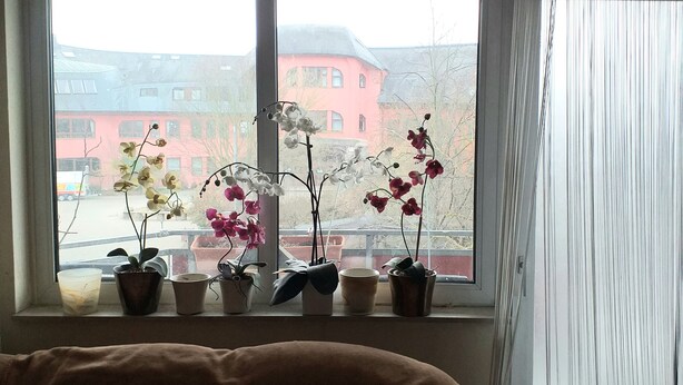 A room with a large window, a brown sofa, and several potted plants on the windowsill. - Carpe Diem Frankenthal Palatinate Wine Route Kurpfalz (Frankenthal)