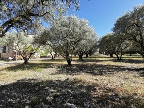 Property grounds - House at the foot of the Alpilles (Saint Rémy De Provence)