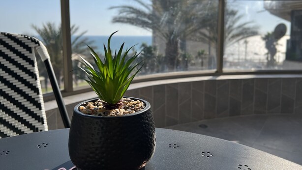 A potted plant on a balcony table with a view of palm trees and a building in the background. - Masarik Apartments (Bat Yam)