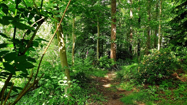 A forest path surrounded by dense green foliage and trees. - The Dream Vacation Rental (Menslage)