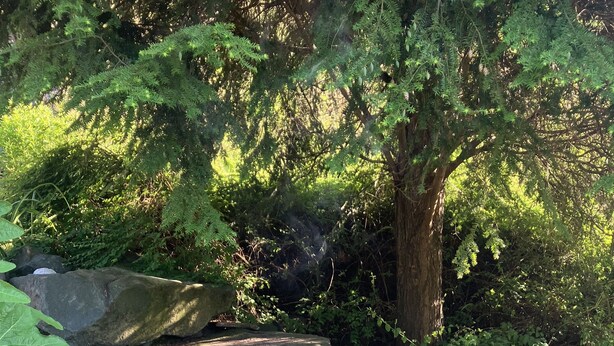 A serene garden with a small stream, large rocks, and lush greenery. - Ferienwohnung mit Fantastischem Ausblick, Direkt am Wald (Walkenried)