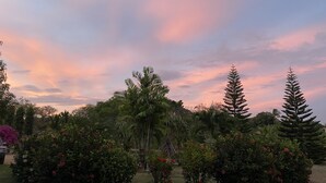 A garden with various trees and shrubs, including a prominent tall tree with a fern-like top. - Resting cabin with a unique garden, swimming pool and Panamanian traditions. (Guararé)