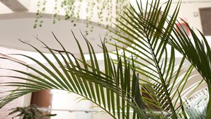A room with a large window, a brick wall, and a hanging plant. - Chairú Eco Hotel (Santa Cruz)